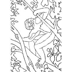 Coloring page: Monkey (Animals) #14185 - Free Printable Coloring Pages
