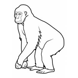 Coloring page: Monkey (Animals) #14196 - Printable coloring pages
