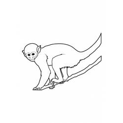 Coloring page: Monkey (Animals) #14225 - Printable coloring pages