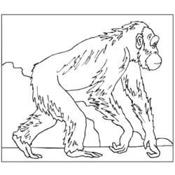 Coloring page: Monkey (Animals) #14227 - Free Printable Coloring Pages