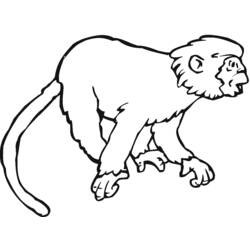 Coloring page: Monkey (Animals) #14241 - Free Printable Coloring Pages