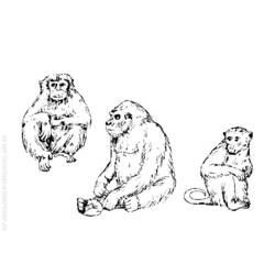 Coloring page: Monkey (Animals) #14289 - Free Printable Coloring Pages