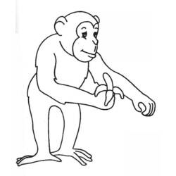 Coloring page: Monkey (Animals) #14291 - Free Printable Coloring Pages