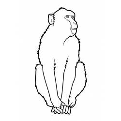 Coloring page: Monkey (Animals) #14323 - Free Printable Coloring Pages