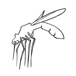 Mosquito (Animals) coloring page #207169 to print and color