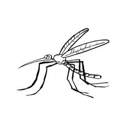 Mosquito (Animals) coloring page #207171 to print and color