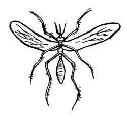 Mosquito (Animals) coloring page #207188 to print and color
