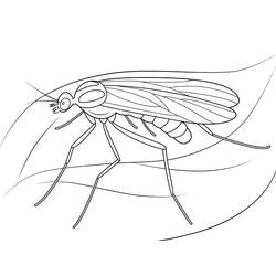 Mosquito (Animals) coloring page #207193 to print and color