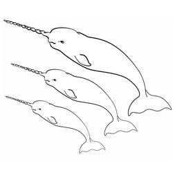 Narwhal (Animals) coloring page #186665 to print and color