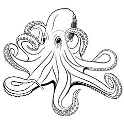 Octopus (Animals) coloring page #194455 to print and color