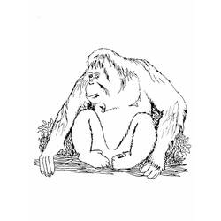 Coloring page: Orangutan (Animals) #191563 - Free Printable Coloring Pages