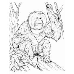 Coloring page: Orangutan (Animals) #191565 - Free Printable Coloring Pages