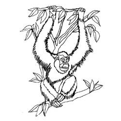 Coloring page: Orangutan (Animals) #191569 - Free Printable Coloring Pages