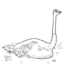 Ostrich (Animals) coloring page #204540 to print and color