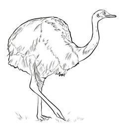 Ostrich (Animals) coloring page #204559 to print and color