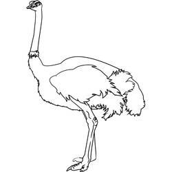 Ostrich (Animals) coloring page #204576 to print and color