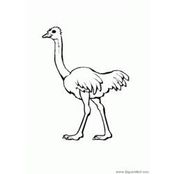 Coloring pages: Ostrich - Free Printable Coloring Pages