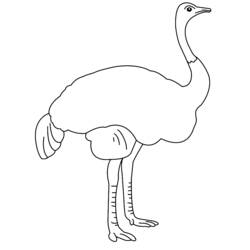 Coloring page: Ostrich (Animals) #679 - Printable coloring pages
