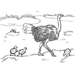 Coloring page: Ostrich (Animals) #680 - Printable coloring pages
