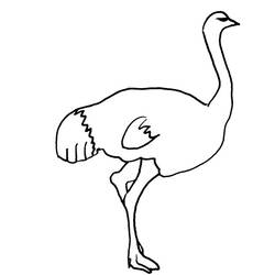 Coloring page: Ostrich (Animals) #701 - Printable coloring pages
