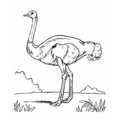 Coloring page: Ostrich (Animals) #752 - Printable coloring pages
