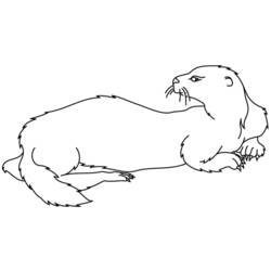 Coloring page: Otter (Animals) #10641 - Printable coloring pages