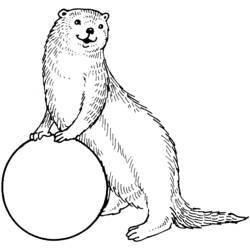 Coloring page: Otter (Animals) #10655 - Printable coloring pages