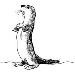 Coloring pages: Otter - Free Printable Coloring Pages
