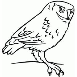 Owl (Animals) coloring page #178792 to print and color