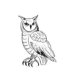 Coloring page: Owl (Animals) #8415 - Printable coloring pages