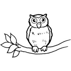 Coloring page: Owl (Animals) #8417 - Free Printable Coloring Pages