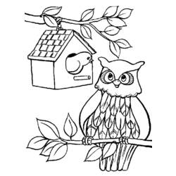Coloring page: Owl (Animals) #8423 - Free Printable Coloring Pages