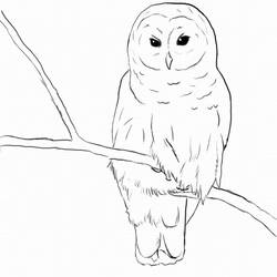 Coloring page: Owl (Animals) #8447 - Printable Coloring Pages