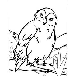 Coloring page: Owl (Animals) #8467 - Printable Coloring Pages