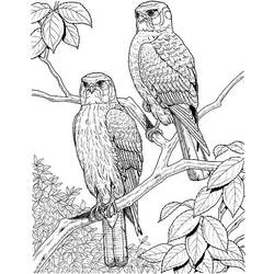 Coloring page: Owl (Animals) #8484 - Free Printable Coloring Pages