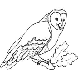 Coloring page: Owl (Animals) #8534 - Free Printable Coloring Pages