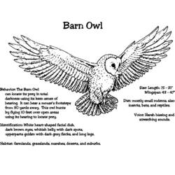 Coloring page: Owl (Animals) #8551 - Free Printable Coloring Pages