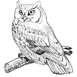 Coloring page: Owl (Animals) #8556 - Free Printable Coloring Pages