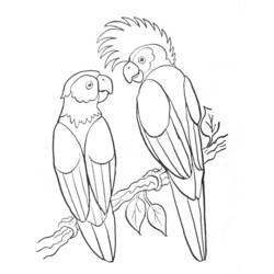 Coloring page: Parrot (Animals) #16064 - Free Printable Coloring Pages
