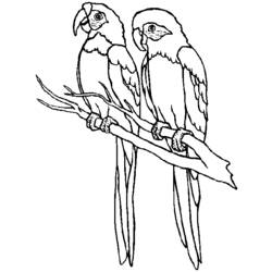 Coloring page: Parrot (Animals) #16065 - Free Printable Coloring Pages