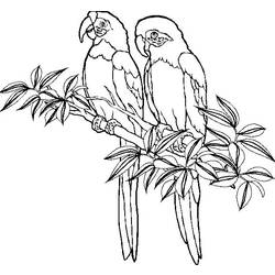 Coloring page: Parrot (Animals) #16070 - Printable coloring pages
