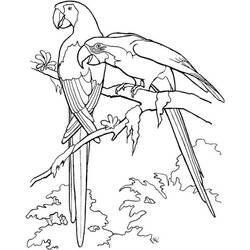 Coloring page: Parrot (Animals) #16071 - Printable coloring pages