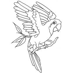 Coloring page: Parrot (Animals) #16072 - Printable coloring pages