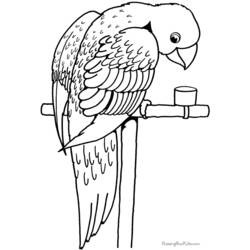 Coloring page: Parrot (Animals) #16090 - Free Printable Coloring Pages