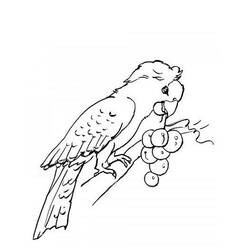 Coloring page: Parrot (Animals) #16106 - Free Printable Coloring Pages