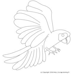 Coloring page: Parrot (Animals) #16160 - Printable coloring pages