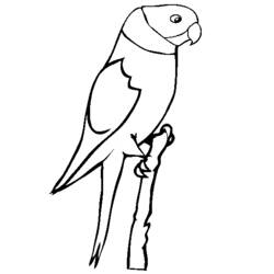 Coloring page: Parrot (Animals) #16169 - Free Printable Coloring Pages