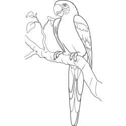 Coloring page: Parrot (Animals) #16172 - Printable coloring pages