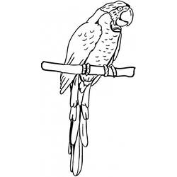 Coloring page: Parrot (Animals) #16209 - Free Printable Coloring Pages