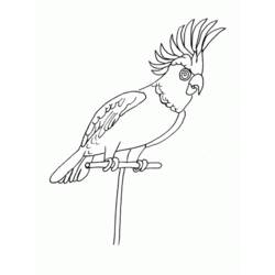Coloring page: Parrot (Animals) #16233 - Free Printable Coloring Pages